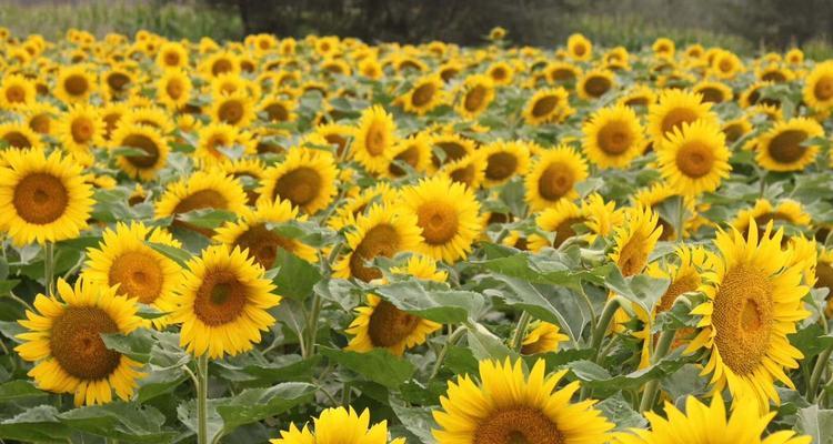 矮向日葵什么时候开花？花期持续多久？