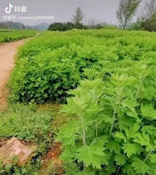 艾草种植的最佳月份是什么时候？如何正确种植艾草？