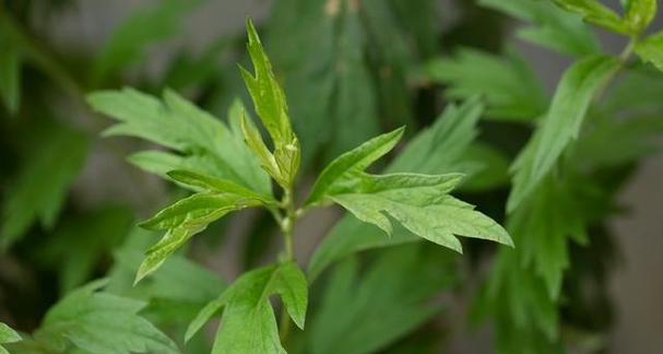 艾草冬天会冻死吗？如何在寒冷季节保护艾草？