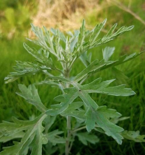 艾草和蒿草是一种植物吗？它们的区别是什么？