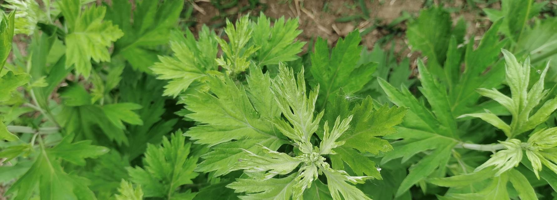 艾草室内种植可行吗？如何正确养护艾草？