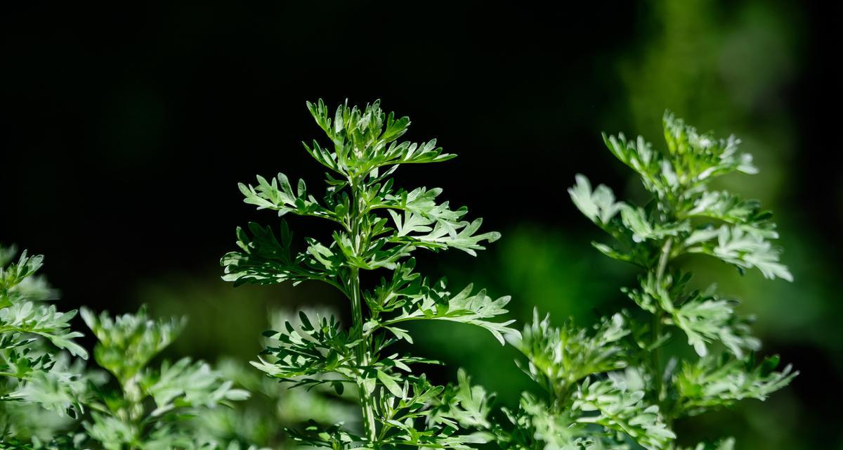 艾草开花时间及特点是什么？