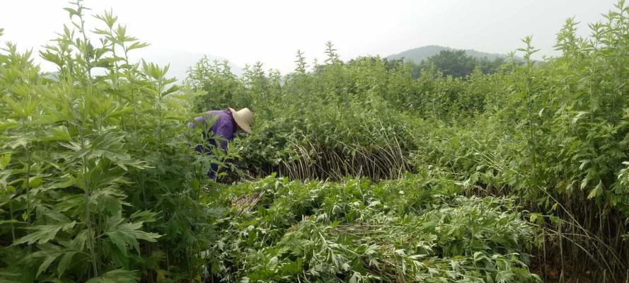 艾草种植条件是什么？哪些地区适合种植艾草？