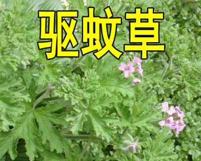 艾草种子播种方法是什么？如何确保高发芽率？