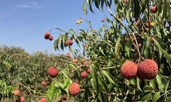 安徽种植荔枝的可行性及常见问题解答？