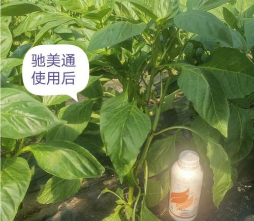 氨基酸对植物的作用是什么？如何正确使用？