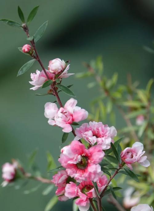 澳洲松红梅一年开几次花？花期持续多久？