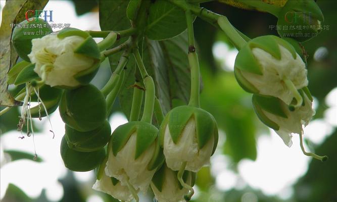 八宝树会开花吗？开花时是什么样的？