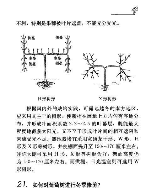 八宝树剪枝修剪和造型方法是什么？如何进行？