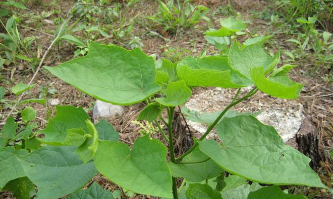 八角的生长周期是多长时间？如何正确管理八角植物？