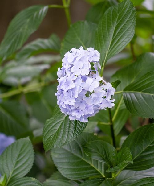 八仙花一年能开几次花？如何确保持续开花？