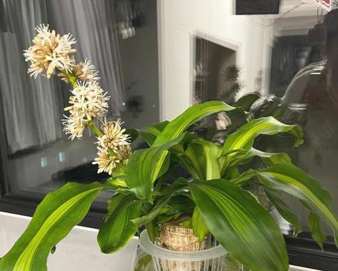 巴西木开花有毒吗？无毒但会产生花粉吗？