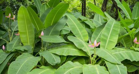 芭蕉从开花到成熟需要多久？几个月能完全成熟？