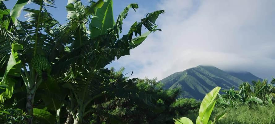 芭蕉含有碳水化合物吗？芭蕉的营养成分有哪些？