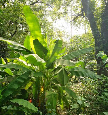 芭蕉含有碳水化合物吗？芭蕉的营养成分有哪些？