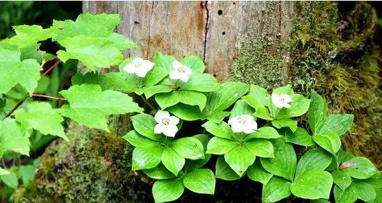 芭蕉树是草本还是木本植物？如何区分草本和木本植物？