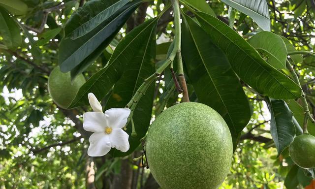 芭乐生长需要多少度的温度？如何调整环境温度以促进芭乐生长？