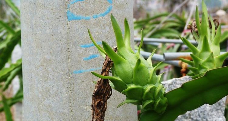 霸王鞭养殖需要注意什么？如何正确养殖霸王鞭？