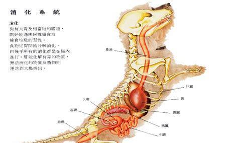 霸王鞭的扦插繁殖方法是什么？