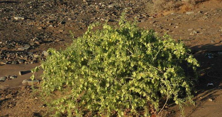 霸王花是什么菜？霸王花的食用方法和营养价值有哪些？