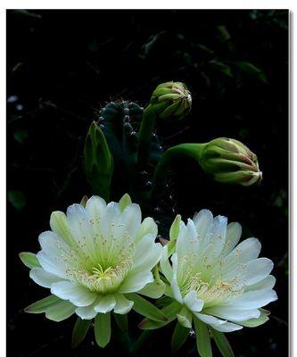 霸王花一年开几次花？如何促进其开花次数？