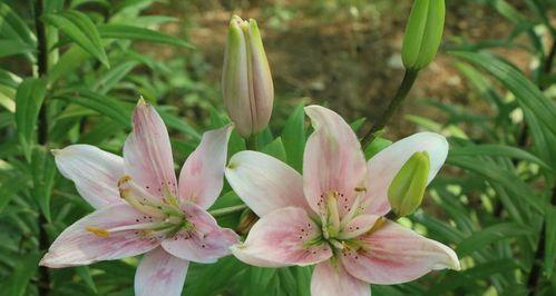 白百合花代表什么意思？花语背后的文化含义是什么？