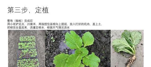 白菜成熟期是多久？如何判断白菜是否成熟？