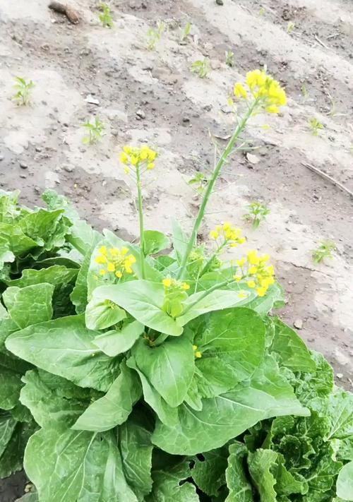 白菜开花常见吗？白菜开花后的样子是怎样的？