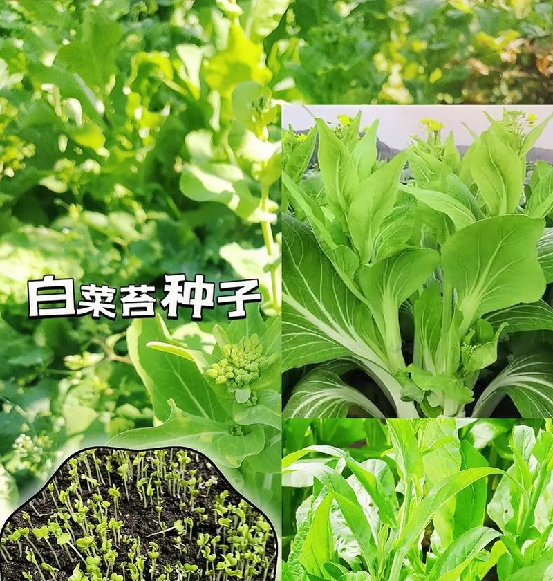 白菜种子需要泡多久才能播种发芽出苗？