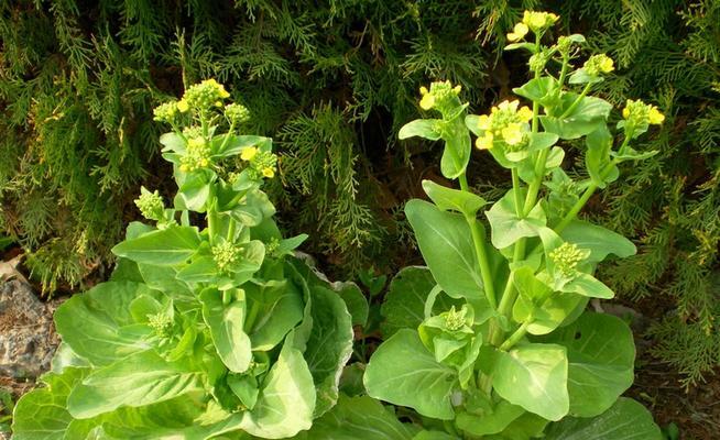 白菜开花吗？白菜开花是怎么回事？