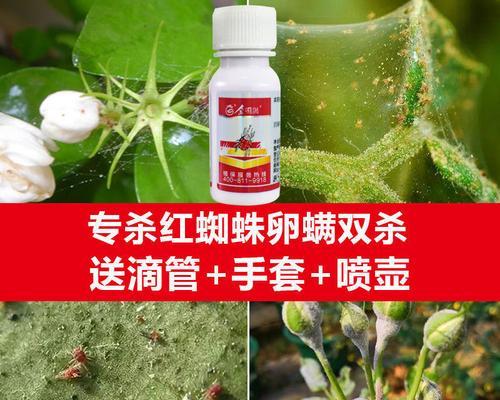 白菜软腐病用什么药最好？有效防治方法有哪些？