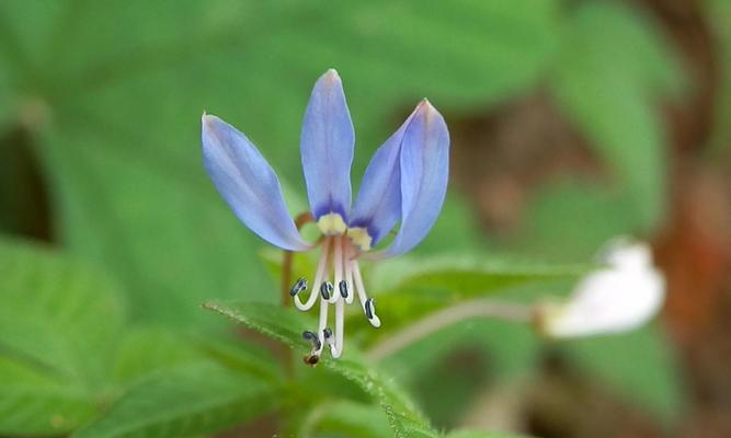 白菜属于单子叶植物吗？它的分类特点是什么？