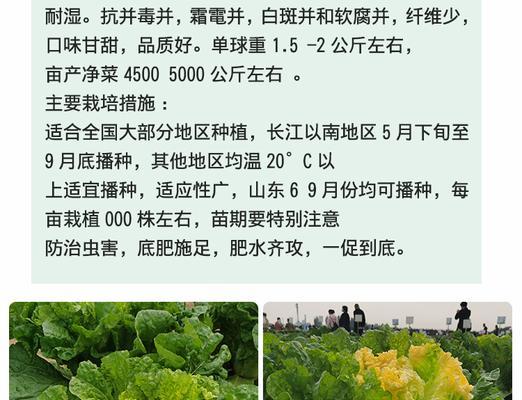 白菜种子怎么种植？种植白菜种子的正确步骤是什么？