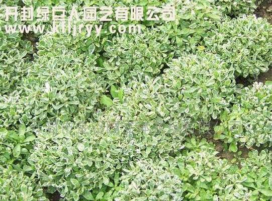 白草还有哪些别名？白草的其他名称是什么？