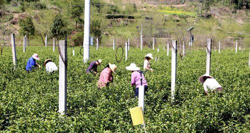 白茶什么时候采摘最好？收获季节有哪些特点？