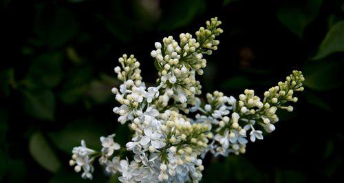 白丁香花一年开几次花？如何正确养护以促进开花？