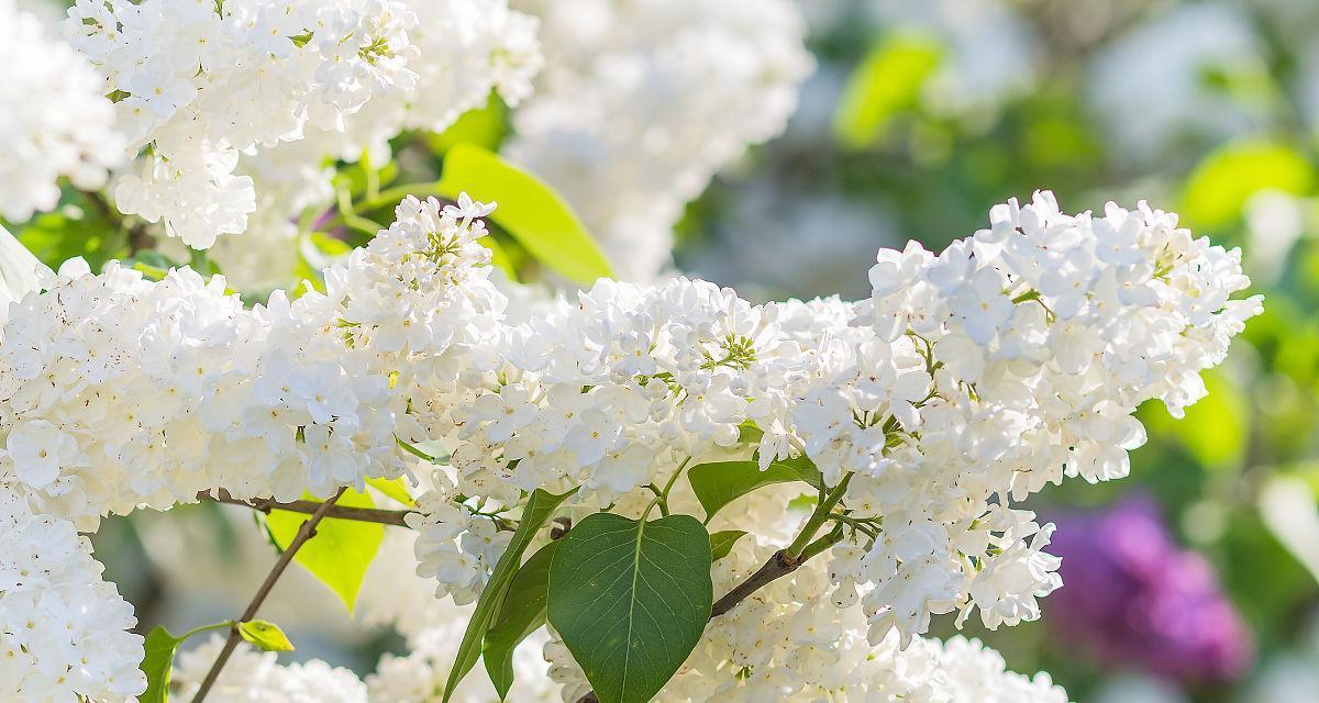 白丁香花一年开几次花？如何正确养护以促进开花？