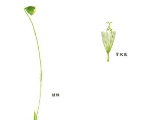 白凤菊配土方法是什么？种植时应选择哪种土壤？