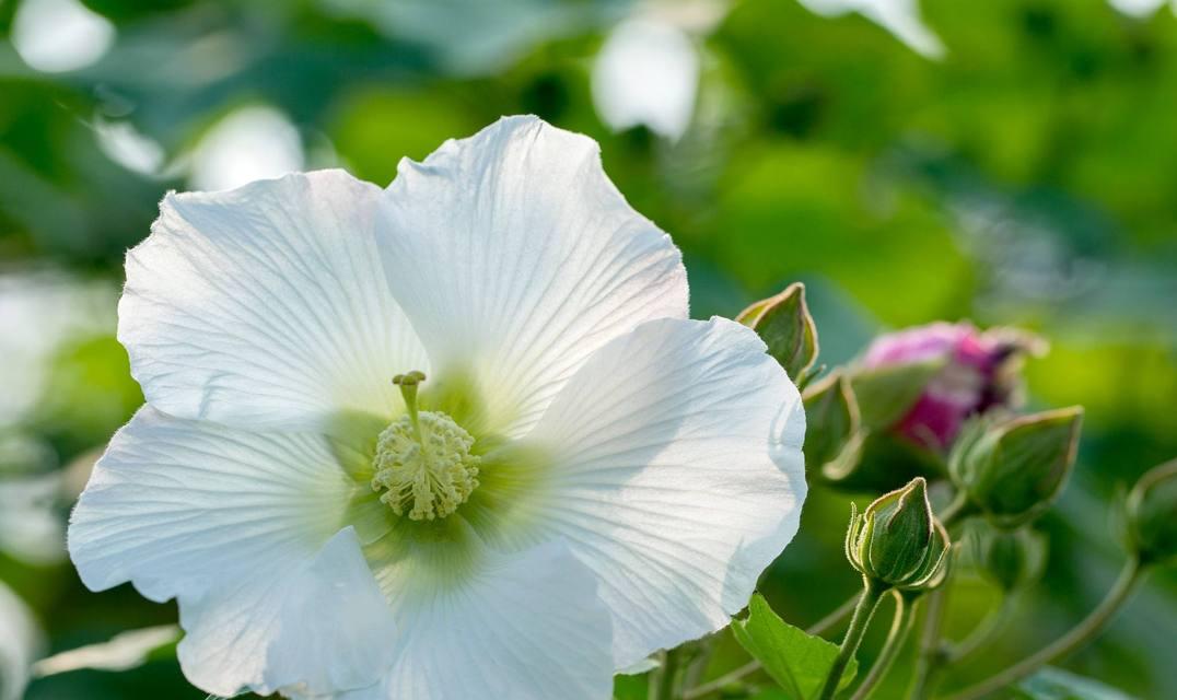 白芙蓉花的花语是什么？白芙蓉花象征着什么含义？