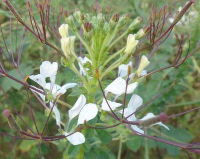 白花菜什么时候种植最好？种植方法有哪些常见问题？