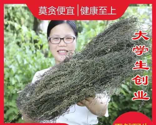 白花蛇草的功效与作用是什么？如何正确使用？