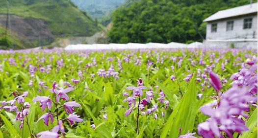 白芨生长环境条件是什么？白芨有哪些独特生长特点？