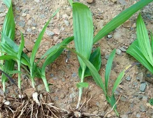 白芨喜阴还是喜阳？种植白芨的光照需求解析？