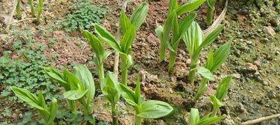 白芨种子种植方法是什么？种植过程中需要注意哪些问题？