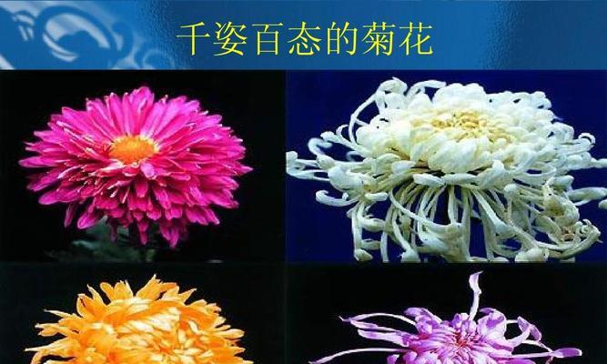 白菊花的象征意义是什么？它在不同文化中代表了什么？