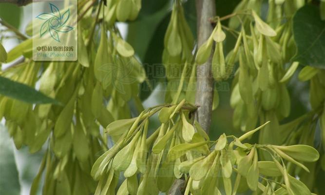 白蜡树会开花吗？开花时是什么样的？