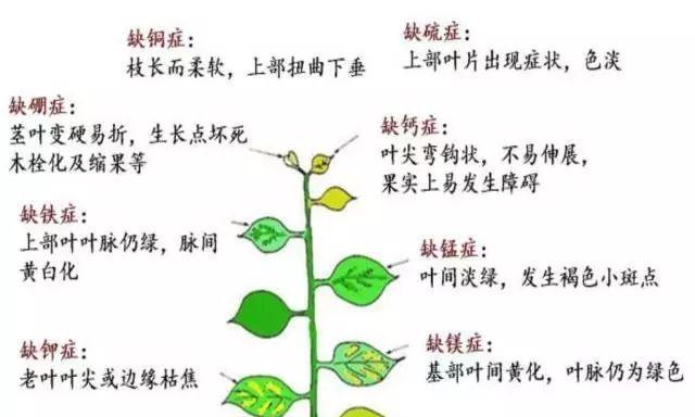 白蜡叶子发蔫是什么原因？如何进行有效补救？