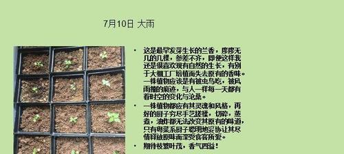 白兰花浇水频率是多少？如何正确浇水？