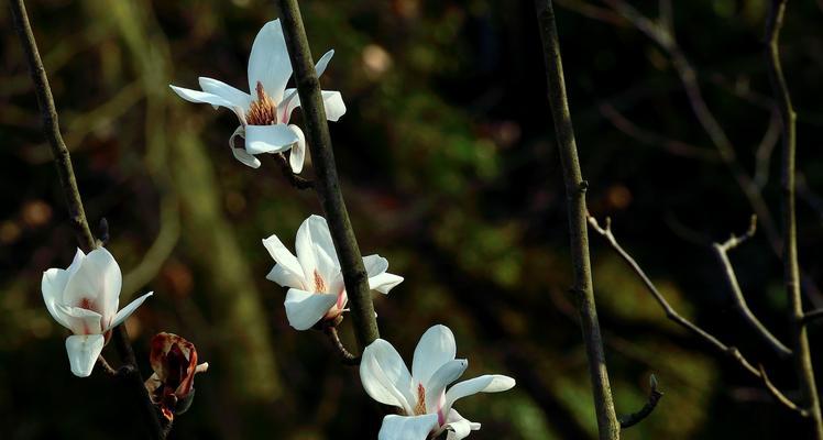 白兰花与白玉兰是同一种花吗？它们的区别是什么？