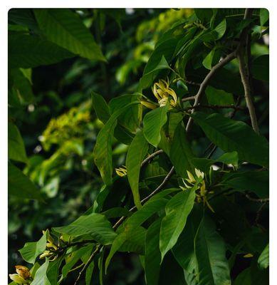 白兰花什么时候开花？如何延长花期？